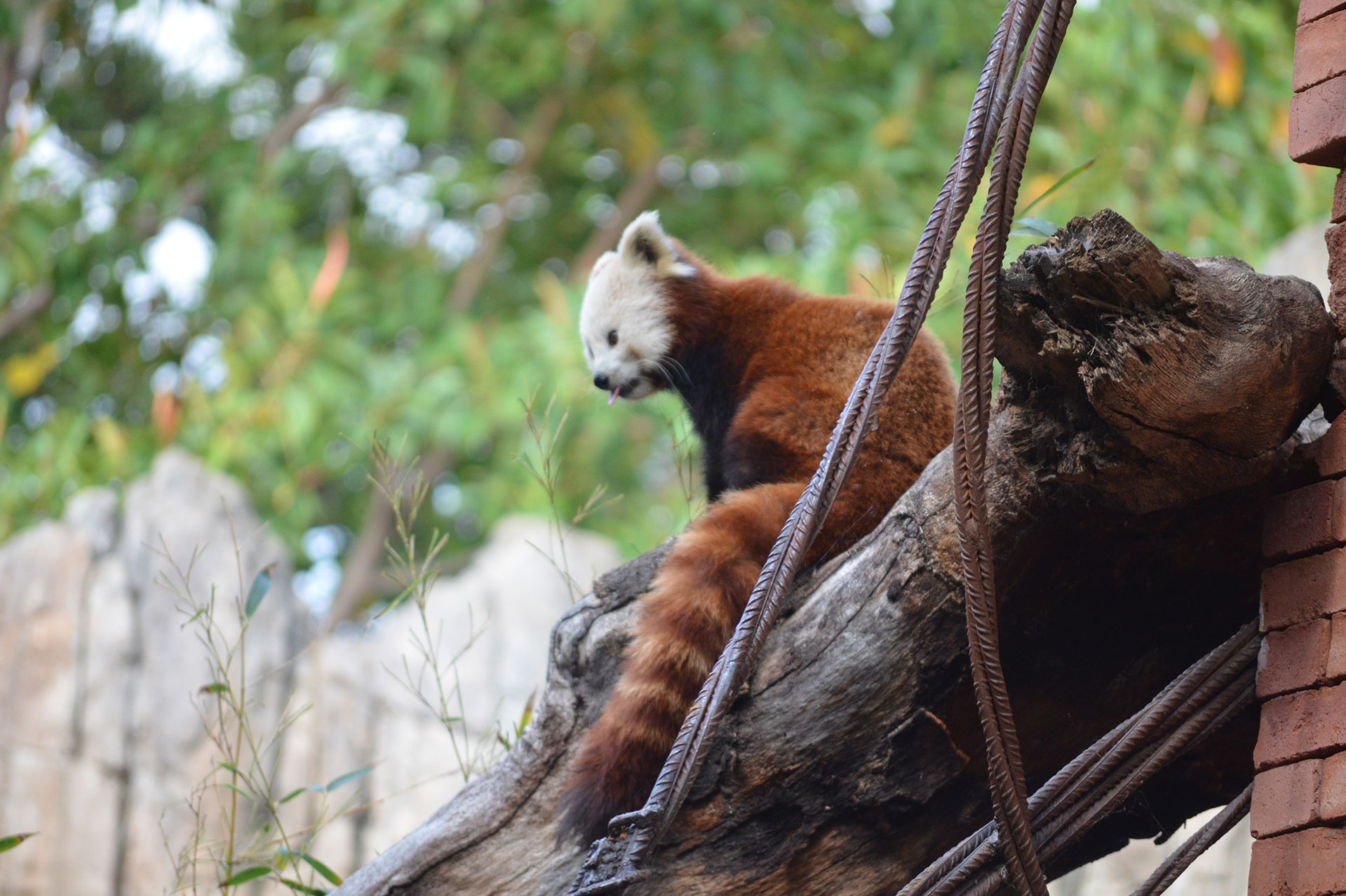 Bioparc-fuengirola-animals-english-zoo-responsibility-nature-3