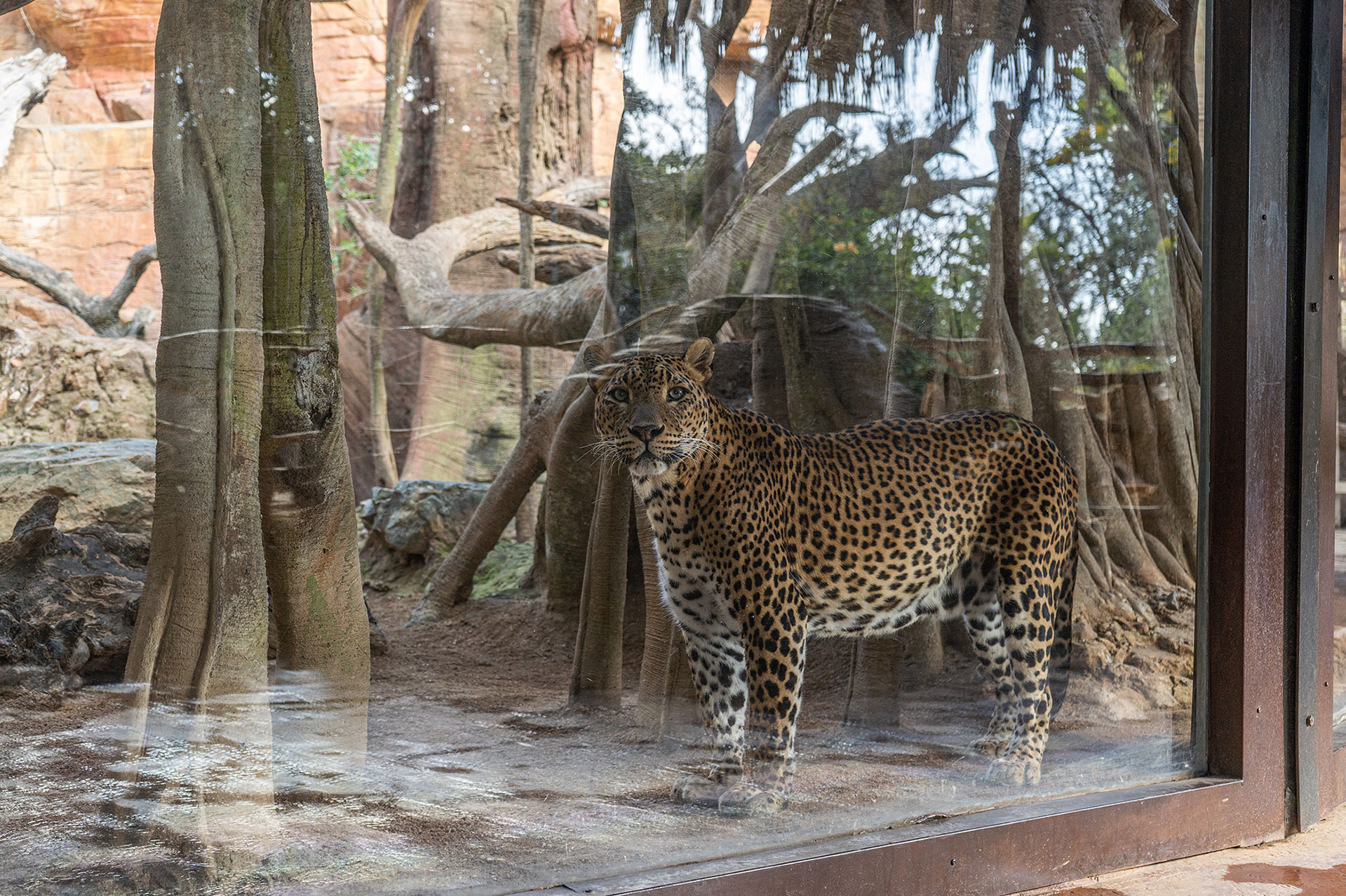 Bioparc-fuengirola-animals-english-zoo-responsibility-nature-4