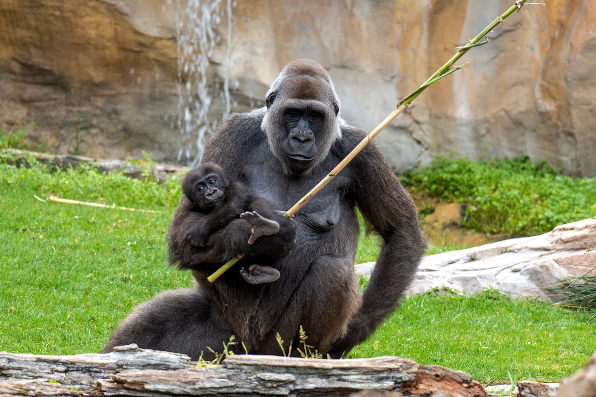 Bioparc-fuengirola-animals-english-zoo-species-1