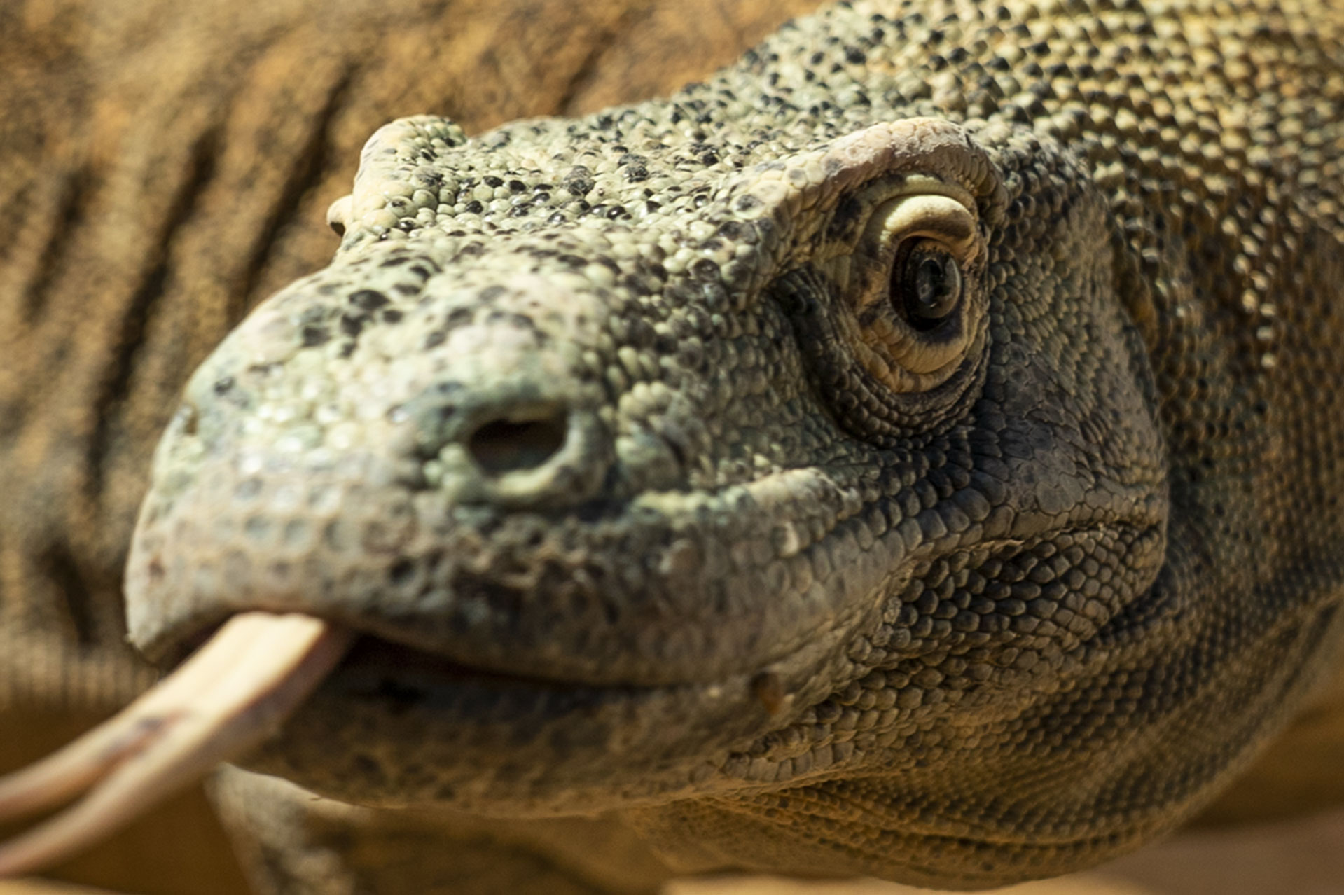 Bioparc-fuengirola-animals-english-zoo-species-2