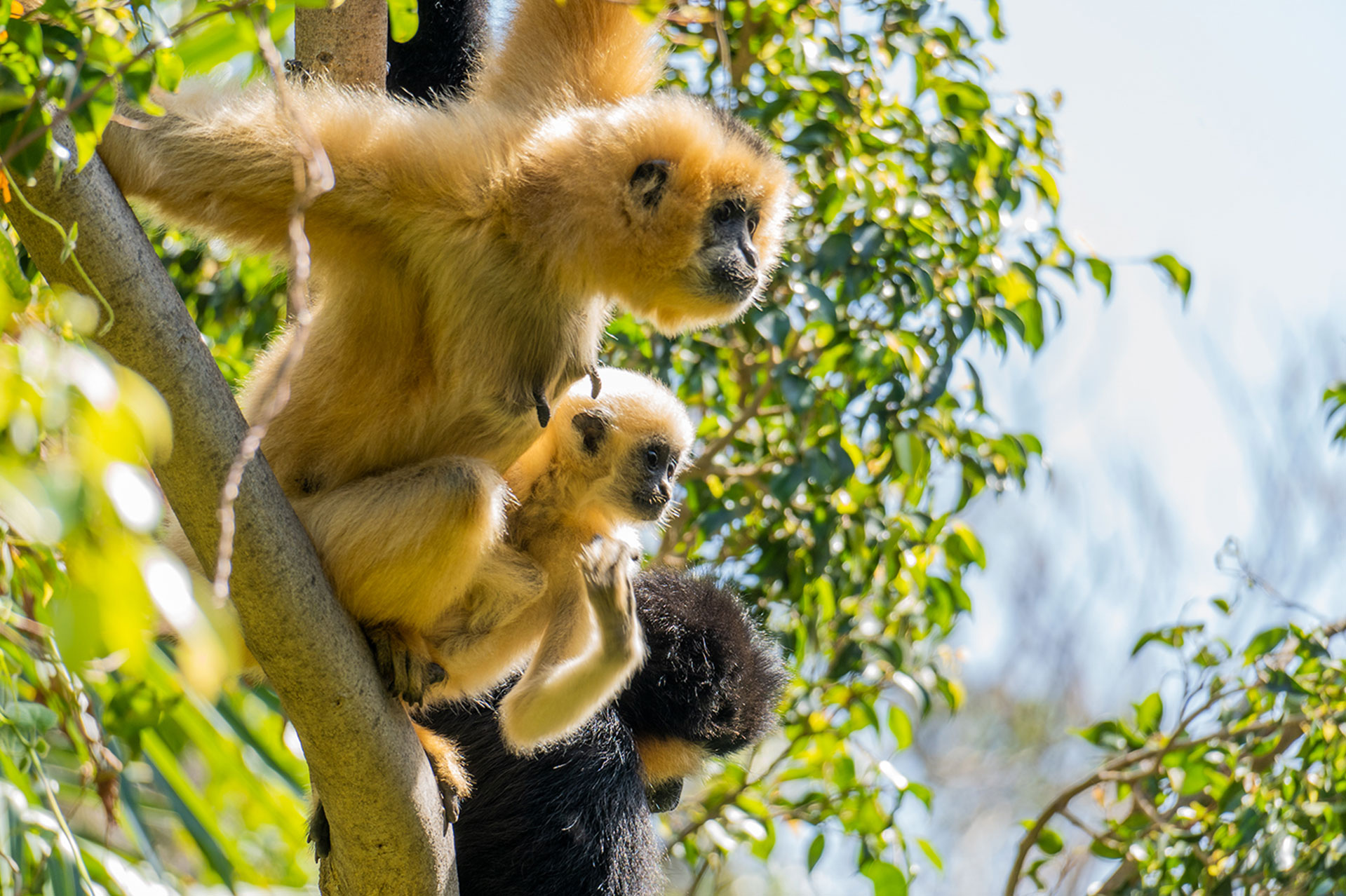 Bioparc-fuengirola-animals-english-zoo-species-3