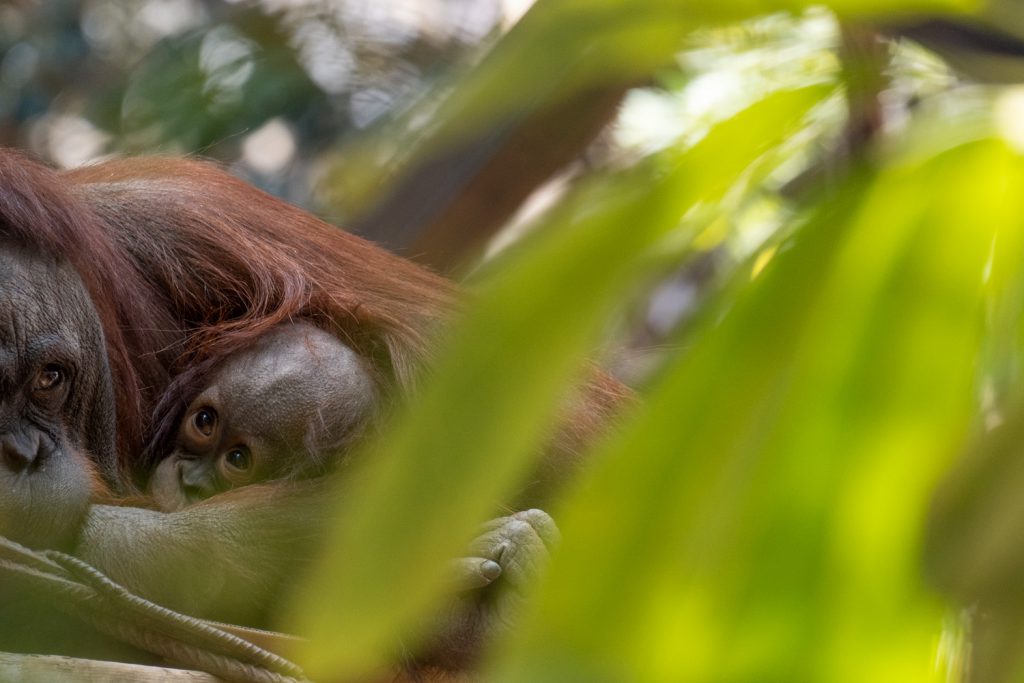 Borneo orangutans in Bioparc Fuengirola