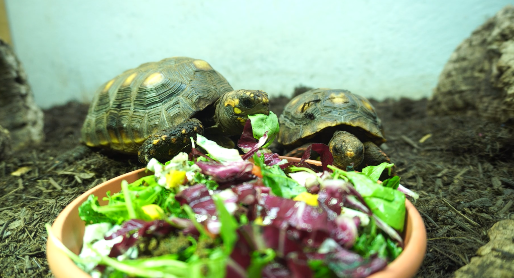 Diet for bioparc fuengirola reptiles